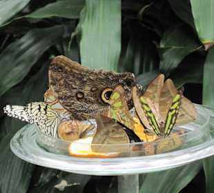 Im Schmetterlingshaus