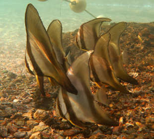 Schnorcheln Marsa Alam