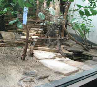 Schlange kurz nach dem Häuten