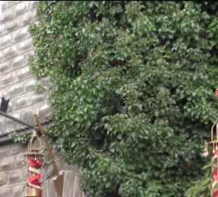 Chinatown - Geister Rickscha