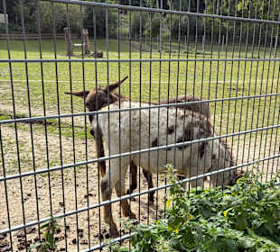 Alsdorf Zoo