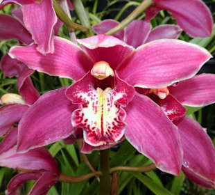 Eindrücke aus dem Monte Palace Tropical Garden