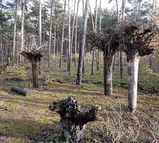 Bäume einmal verkehrt herum Ameisenpfad