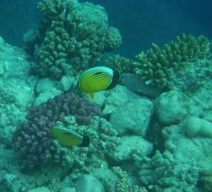 Hausriff Arabia Azur