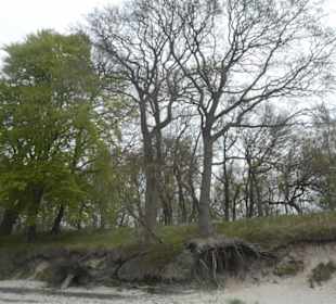 Am Naturstrand von Rosenhagen
