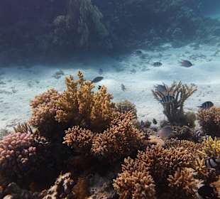 Einmalie Erlebnisse mit Mo´s Delfinen