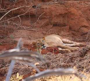 Tsavo Ost