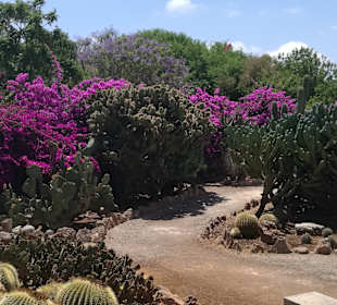 Botanischer Garten Botanicactus Ses Salines