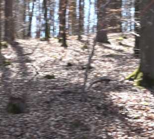 Waldkulturerbe Neuweiler Viehweide