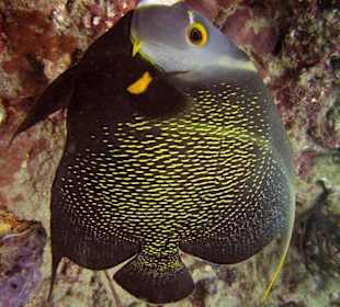 Bild vom Card Partner - Tauchschule Merlin