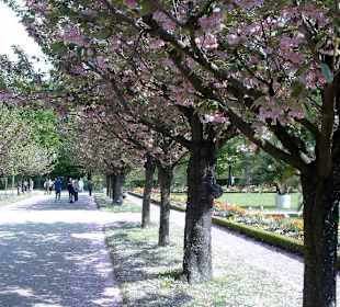 Frühling im Hofgarten der Residenz