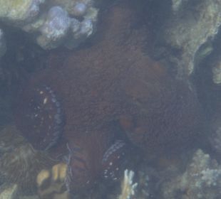 Tintenfisch