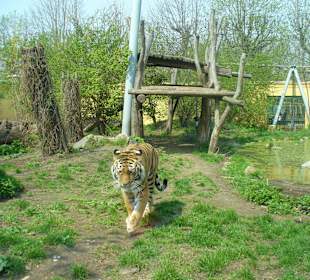 Tiger in Schönbrunn
