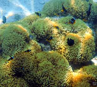 Schnorcheln Marsa Alam