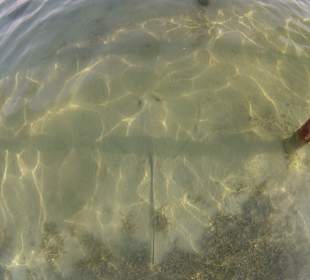 Schnorcheln Hausriff Tulip Resort Marsa Alam 