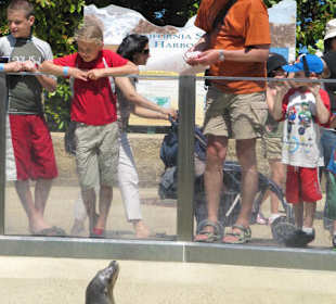 Robbenfüttern ist hier möglich