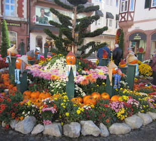 Chrysanthema Lahr