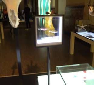 Museum für Naturkunde