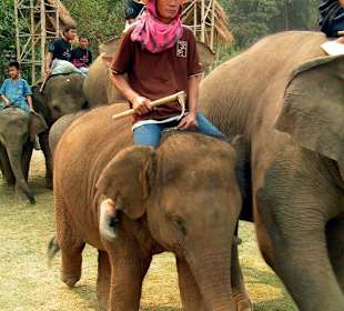 Einmarsch der Elefanten II