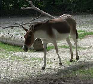 Tierpark Hellabrunn