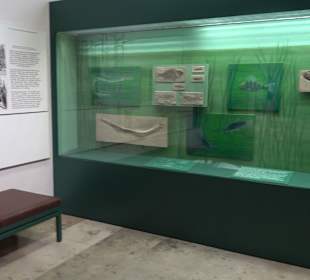 Staatliches Naturkunde Museum