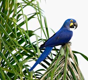 Nationalpark Pantanal
