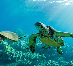 Unsere Unterwasserwelt