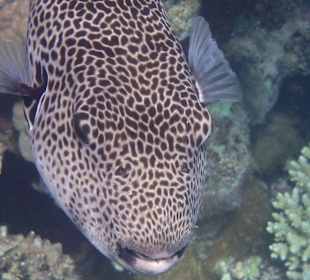 Der ständige Beobachter...