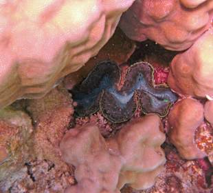 Muschel im Hausriff Tulip Resort