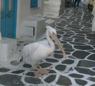 Pelikan in der Altstadt