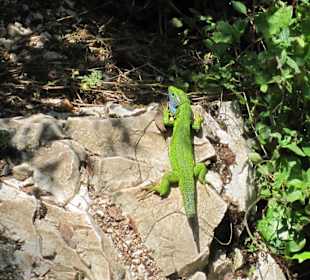Syri i Kaltër Ein Lurchi am Ufer 