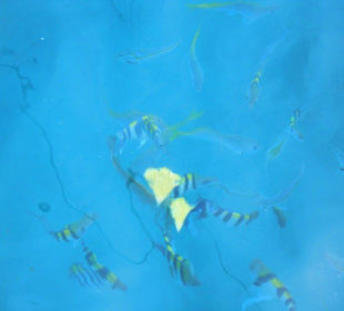 Korallenriff im Marine National Park