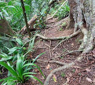Parque Natural Obô do Príncipe