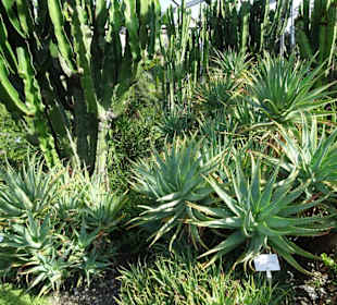 In den Kakteengärten von Trauttmansdorff