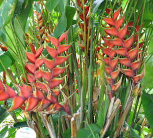 Jardín de Aclimatación de La Orotava