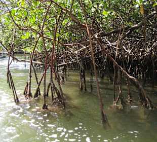 Paradise Island - Mangroven