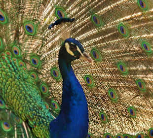 Pfau
