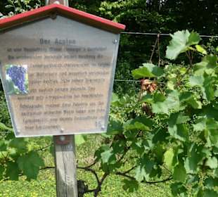 Neuzüchtung Acolon, Weinlehrpfad Markelsheim