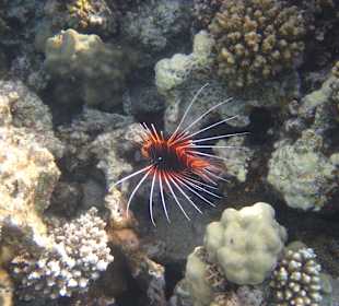 Rotfeuerfisch vom Hausriff