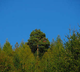 Wanderung zum Signalstein Fränk.Schweiz