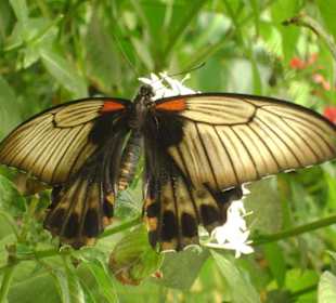 Schmetterling
