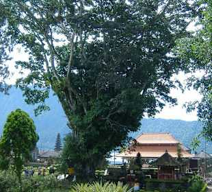 Gigantischer Benjamini am Lake Bratan