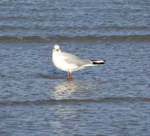 Möwe auf Futtersuche