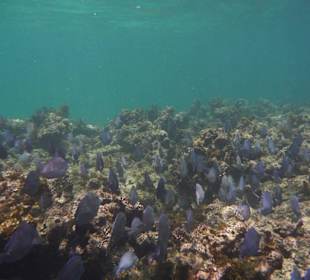 Schwarm Doktorfische