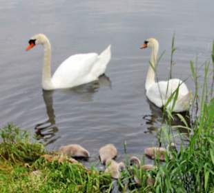 Schwanenidylle