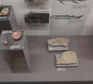Naturkundemuseum