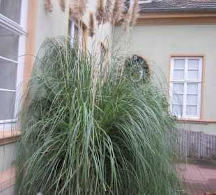 Altstadt Heidelberg Völkerkundemuseum