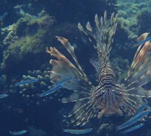 Hauseigenes Korallenriff: Rotfeuerfisch