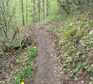 Premiumwanderweg Hochgebürzelt