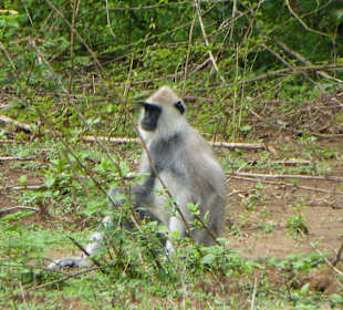 Grauer Langur